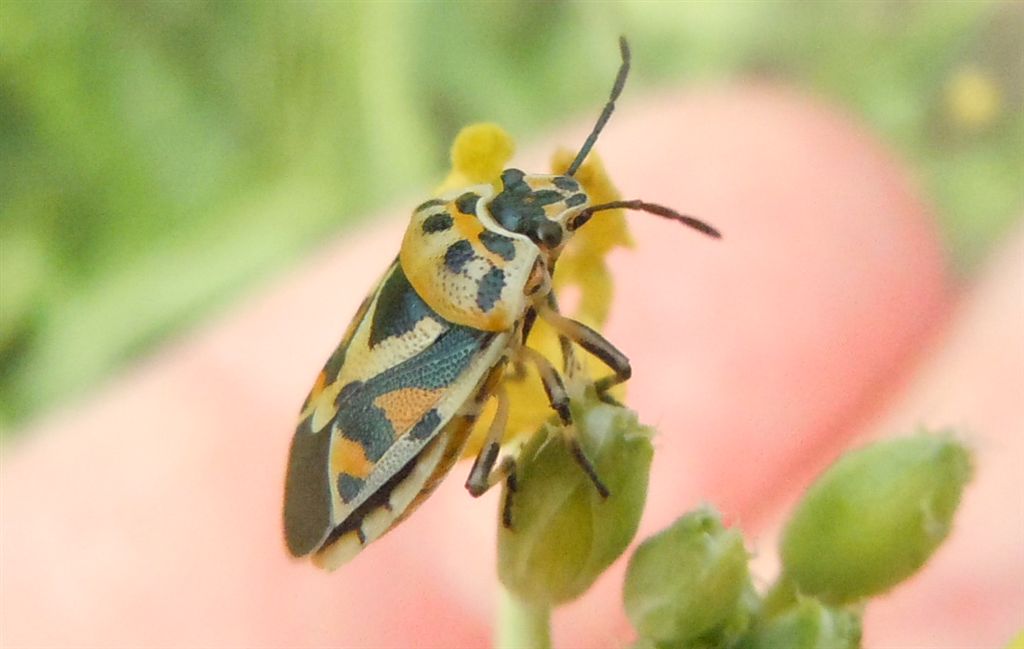 Pentatomidae coloratissimo:  Eurydema ornata della Campania